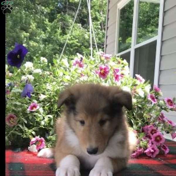 Rascal, Collie Puppy