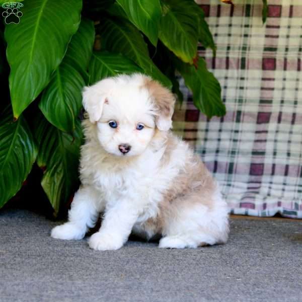 Rayna, Mini Aussiedoodle Puppy