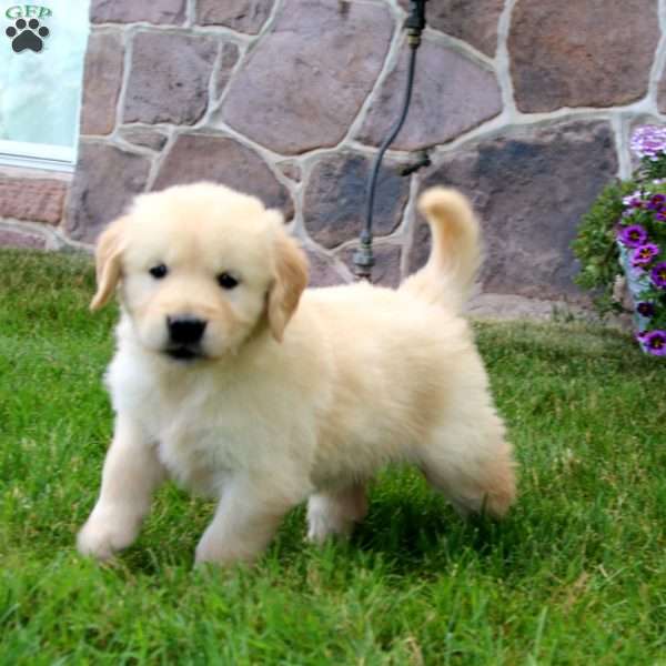 Rayna, Golden Retriever Puppy