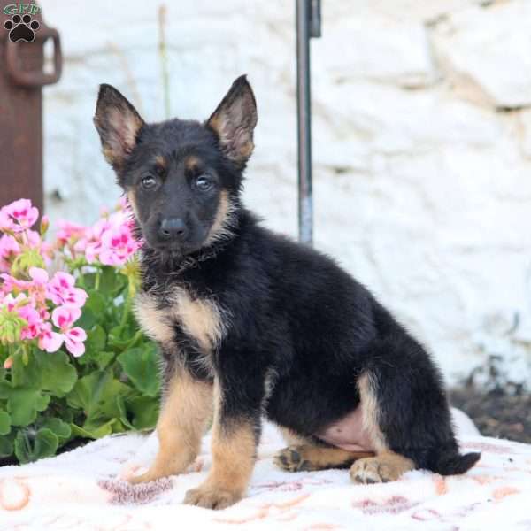 Reba - German Shepherd Puppy For Sale in Pennsylvania