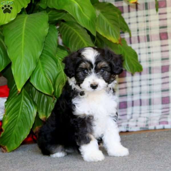 Reece, Mini Aussiedoodle Puppy