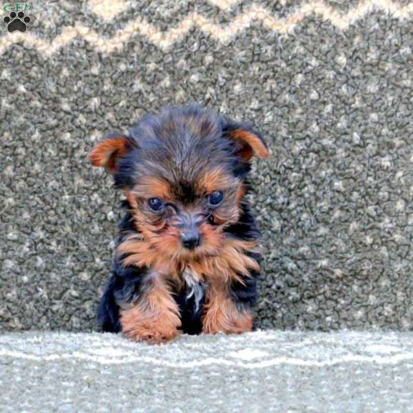 Reese, Yorkie Puppy