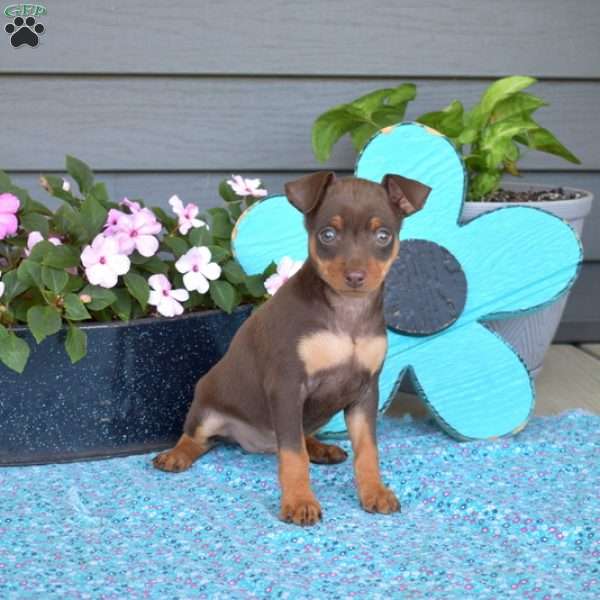 Reese, Miniature Pinscher Puppy