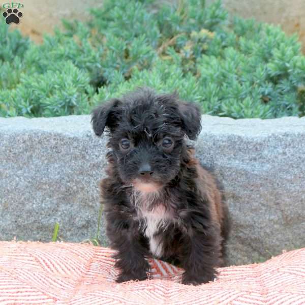 Rocco, Shorkie-Poo Puppy