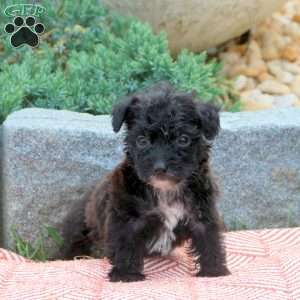 Rocco, Shorkie-Poo Puppy