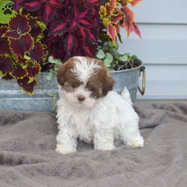 Regina, Shih-Poo Puppy