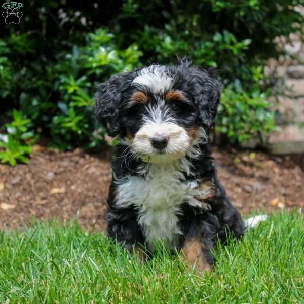 Remi, Mini Bernedoodle Puppy