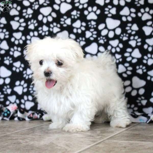 Remi, Maltese Puppy