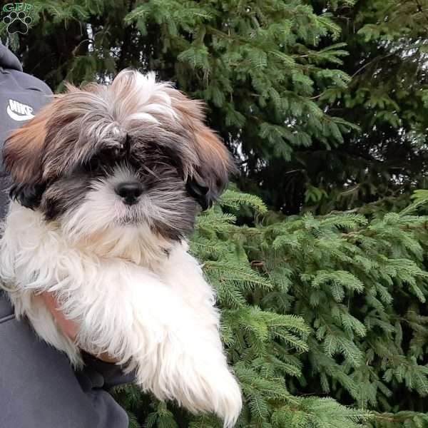 Huey, Shih Tzu Puppy