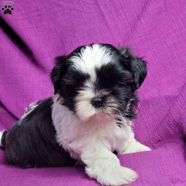 Amy, Shih Tzu Puppy