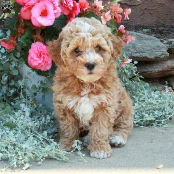 Rex, Mini Goldendoodle Puppy