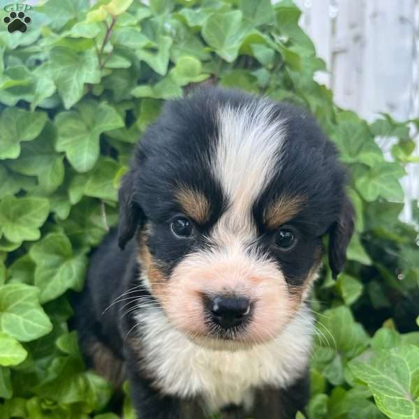 Rex, Bernese Mountain Dog Puppy