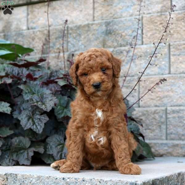 Rhett, Mini Goldendoodle Puppy