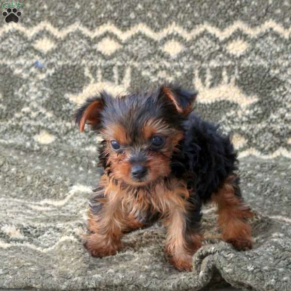 Rhianna, Yorkie Puppy