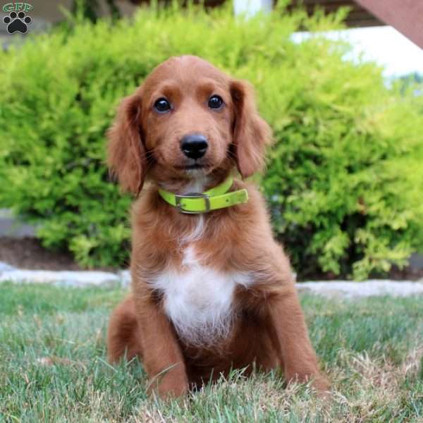 Ricky, Cockapoo Puppy