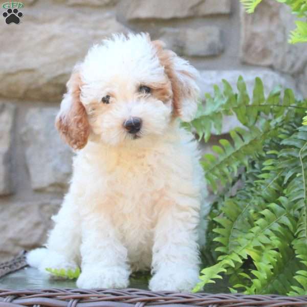 Riley, Mini Goldendoodle Puppy