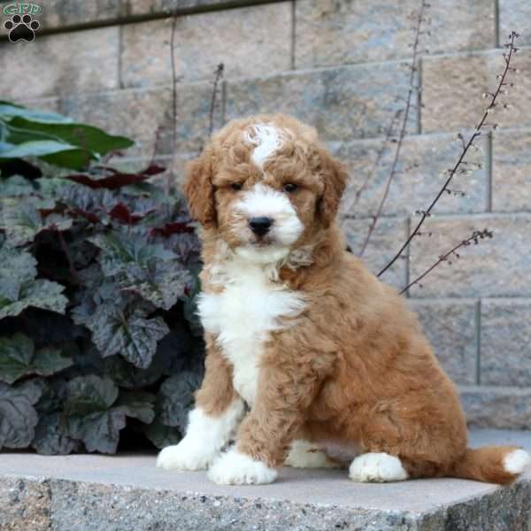 Riley, Mini Goldendoodle Puppy