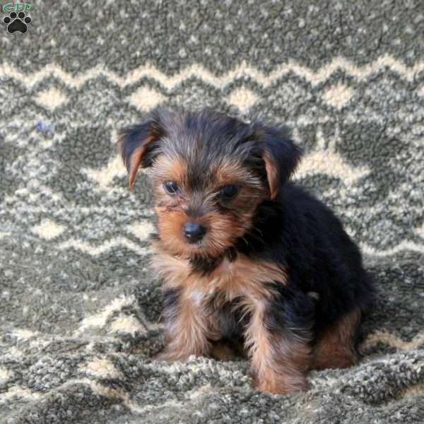 River, Yorkie Puppy