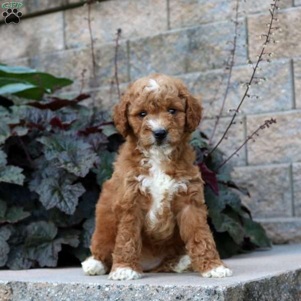 River, Mini Goldendoodle Puppy