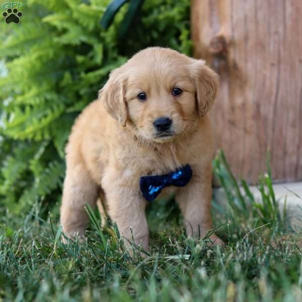 Rocky, Golden Retriever Puppy