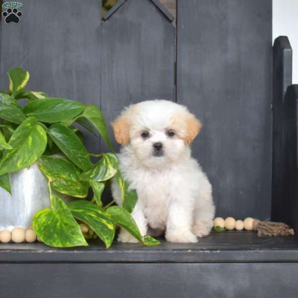 Rocky, Mal-Shi Puppy