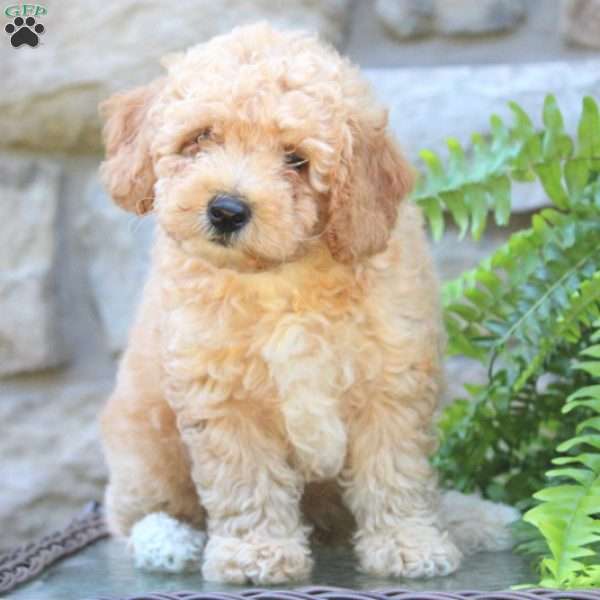 Rocky, Mini Goldendoodle Puppy