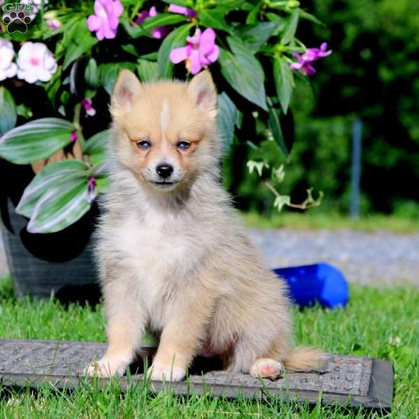 Rocky, Pomsky Puppy