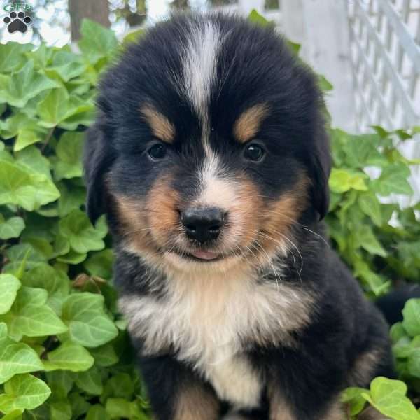 Rocky, Bernese Mountain Dog Puppy