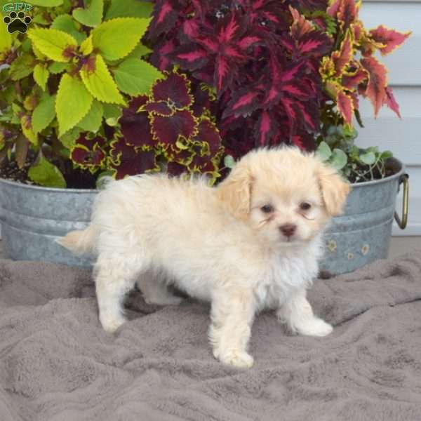 Ronnie, Shih-Poo Puppy