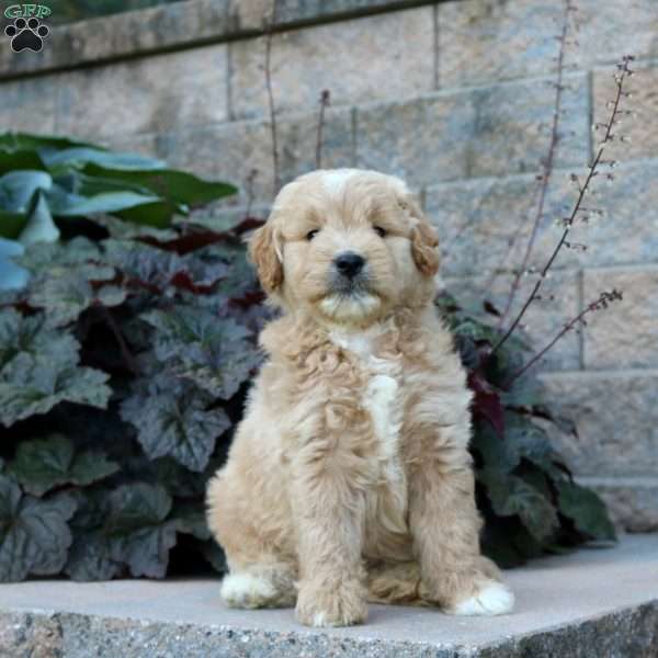 Rory, Mini Goldendoodle Puppy