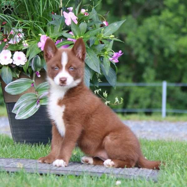 Rosanna-Reserved, Pomsky Puppy