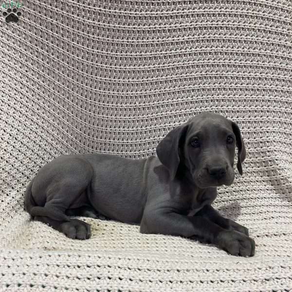 Rose, Great Dane Puppy