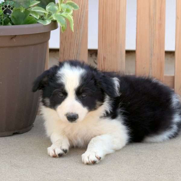 Rosie, Border Collie Puppy