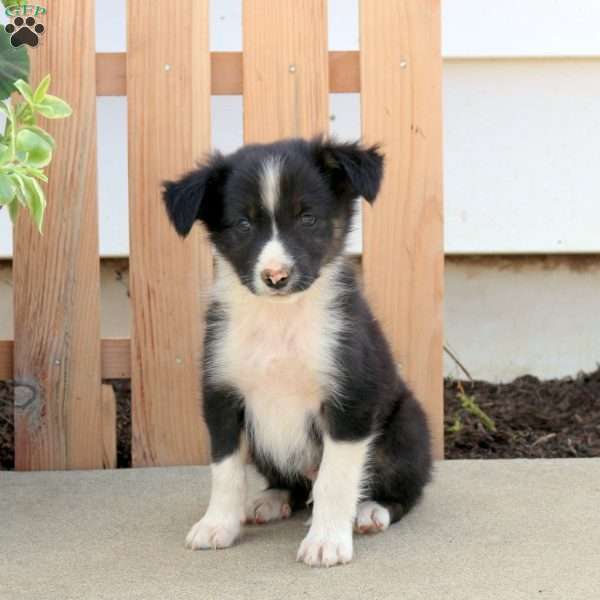 Rover, Border Collie Mix Puppy