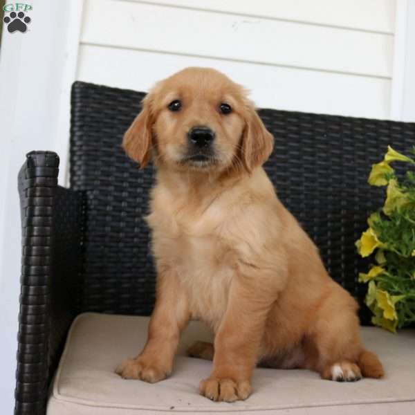 Rowan, Golden Retriever Puppy