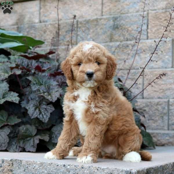 Rowan, Mini Goldendoodle Puppy