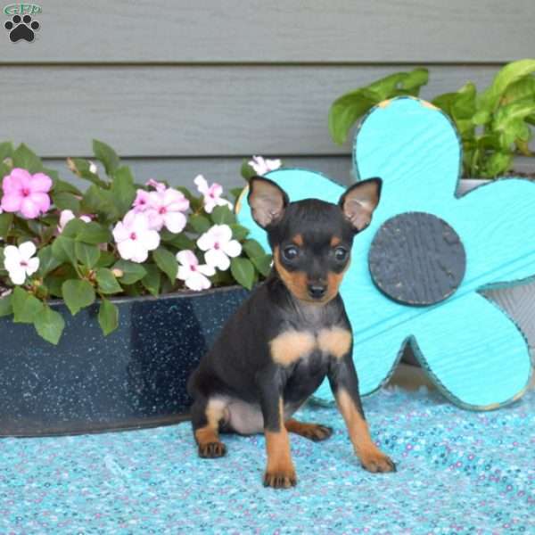 Roxy, Miniature Pinscher Puppy