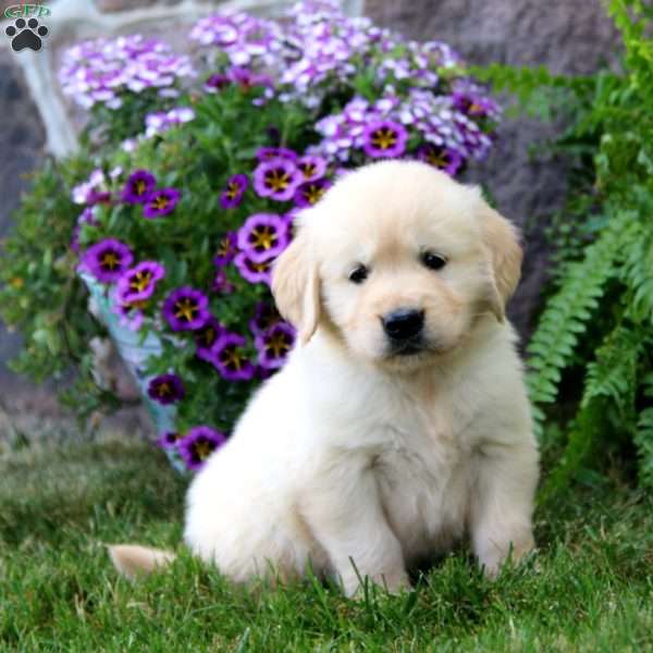 Royal, Golden Retriever Puppy