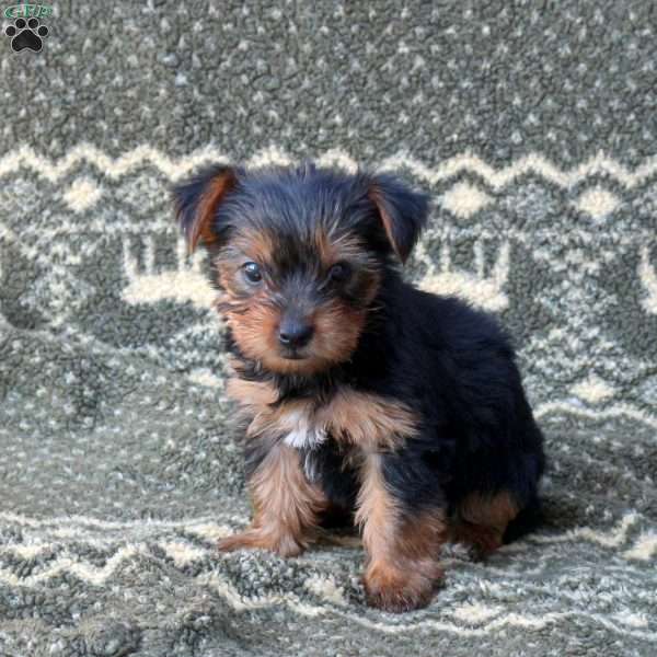 Ruby, Yorkie Puppy