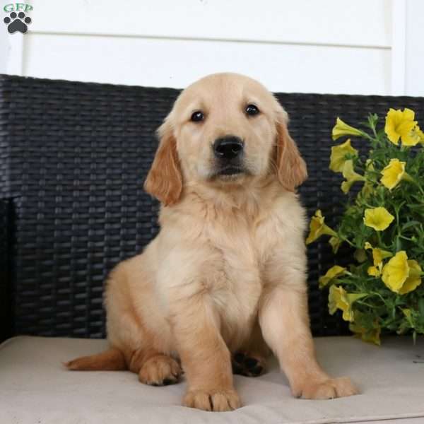 Ryder, Golden Retriever Puppy