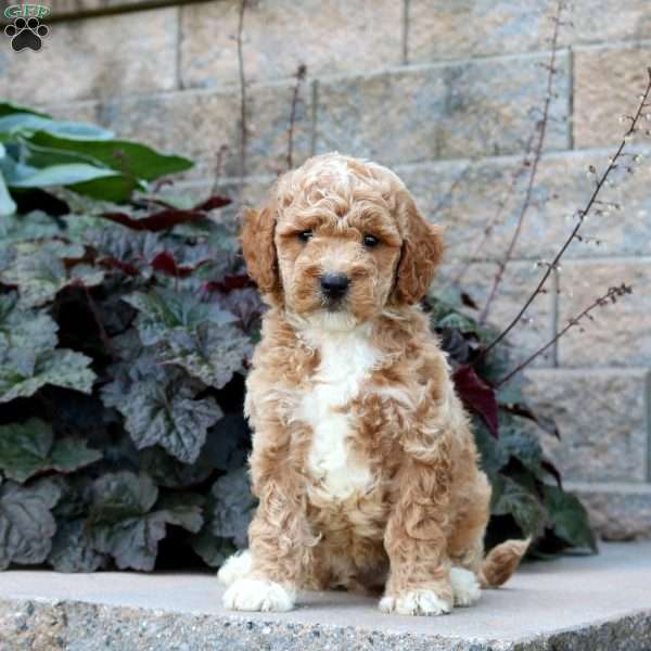 Ryker, Mini Goldendoodle Puppy