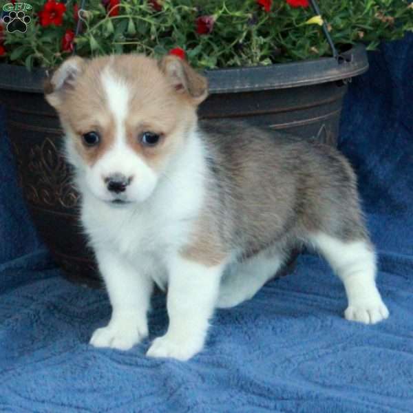 Sabrina, Pembroke Welsh Corgi Puppy