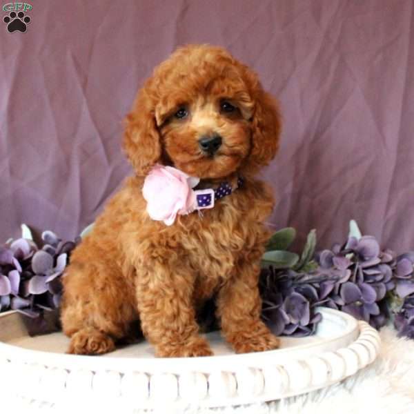 Sabrina, Miniature Poodle Puppy