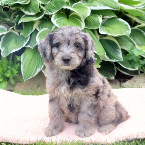 Sadie, Mini Goldendoodle Puppy