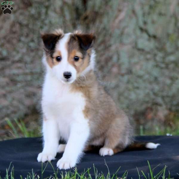 Sadie, Collie Puppy