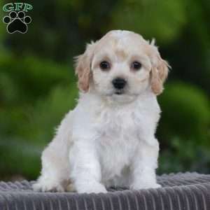Sadie, Cavachon Puppy