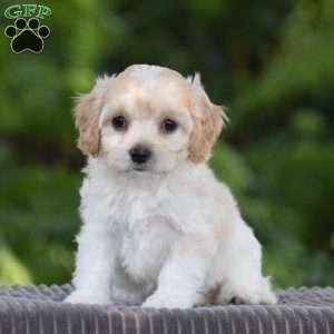 Sadie, Cavachon Puppy