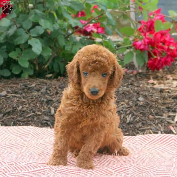 Saint, Miniature Poodle Puppy