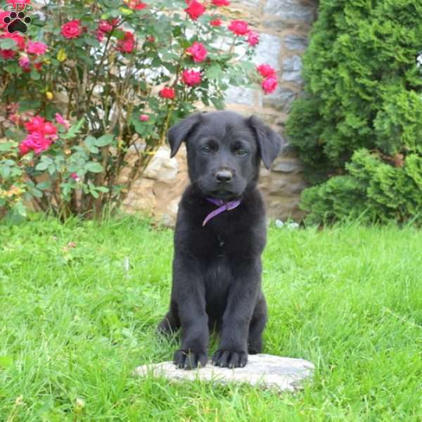 Sally, English Shepherd Mix Puppy