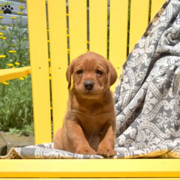 Sally, Fox Red Labrador Retriever Puppy